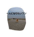 狐顔のうたくん（個別スタンプ：12）
