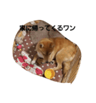 狐顔のうたくん（個別スタンプ：19）