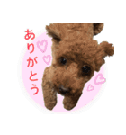 トイプードル・いろはの日常（個別スタンプ：1）