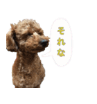 トイプードル・いろはの日常（個別スタンプ：9）