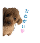 トイプードル・いろはの日常（個別スタンプ：18）