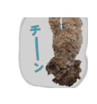 トイプードル・いろはの日常（個別スタンプ：19）