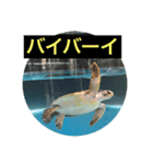 お魚あいさつ（個別スタンプ：1）