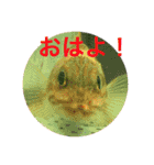 お魚あいさつ（個別スタンプ：2）