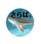 お魚あいさつ（個別スタンプ：7）