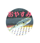 お魚あいさつ（個別スタンプ：8）