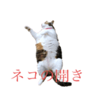 うちのアイちゃん（個別スタンプ：3）