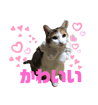 うちのアイちゃん（個別スタンプ：7）