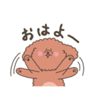 もこもこトイプードルちゃん（個別スタンプ：1）