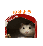 基本の可愛いハムスター（個別スタンプ：2）