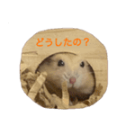 基本の可愛いハムスター（個別スタンプ：4）