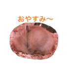 基本の可愛いハムスター（個別スタンプ：16）
