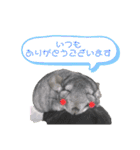 チンチラの茶々丸大吉3（個別スタンプ：4）