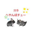 チンチラの茶々丸大吉3（個別スタンプ：19）
