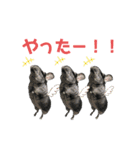 チンチラの茶々丸大吉3（個別スタンプ：30）