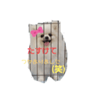 ポメラニアンハナちゃん（個別スタンプ：16）