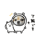 ちわっちー 1（個別スタンプ：1）