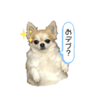ちわっちー 1（個別スタンプ：29）