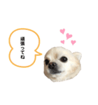チワワのバニラスタンプ（個別スタンプ：16）