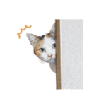 うちの猫ら スタンプ（個別スタンプ：8）