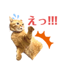 マロンと食べ物（個別スタンプ：6）