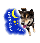 まろんくん実写スタンプ②（個別スタンプ：2）