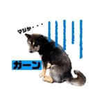 まろんくん実写スタンプ②（個別スタンプ：10）