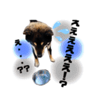 まろんくん実写スタンプ②（個別スタンプ：11）