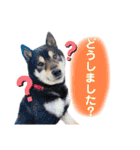 まろんくん実写スタンプ②（個別スタンプ：13）