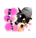 まろんくん実写スタンプ②（個別スタンプ：16）
