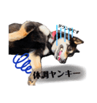 まろんくん実写スタンプ②（個別スタンプ：20）