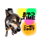 まろんくん実写スタンプ②（個別スタンプ：26）