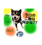 まろんくん実写スタンプ②（個別スタンプ：27）