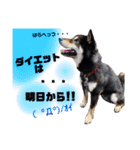 まろんくん実写スタンプ②（個別スタンプ：28）