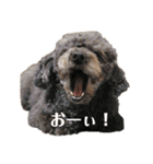 トイプーのつぶやき（個別スタンプ：3）