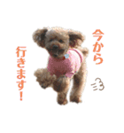 トイプーのつぶやき（個別スタンプ：7）