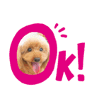 トイプーのつぶやき（個別スタンプ：9）
