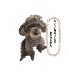トイプーのつぶやき（個別スタンプ：10）