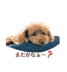 トイプーのつぶやき（個別スタンプ：11）