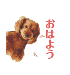 トイプーのつぶやき（個別スタンプ：12）