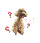 トイプーのつぶやき（個別スタンプ：14）