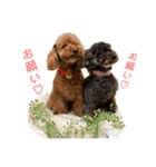 トイプーのつぶやき（個別スタンプ：16）