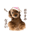 トイプーのつぶやき（個別スタンプ：18）