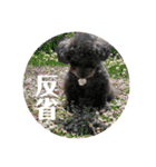 トイプーのつぶやき（個別スタンプ：22）