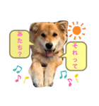 向後家しゅうごう！（個別スタンプ：4）