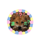向後家しゅうごう！（個別スタンプ：5）