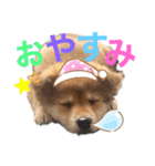 向後家しゅうごう！（個別スタンプ：6）