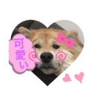 向後家しゅうごう！（個別スタンプ：8）