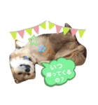 向後家しゅうごう！（個別スタンプ：13）