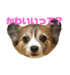 チワパピこっちゃんのスタンプ（個別スタンプ：1）